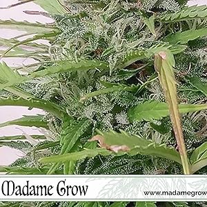 MADAME GROW Cannabis-Düngemittel Blüte - JAMAIKANISCHE BLÜTE - Steigert die Produktivität ...