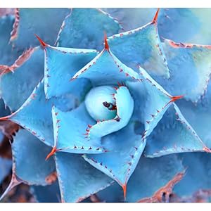 agave inulin