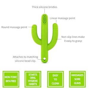 cactus features