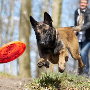 Electrolyte water for dogs-cat hydration-electrolyte solution for cats-electrolyte solution for dogs