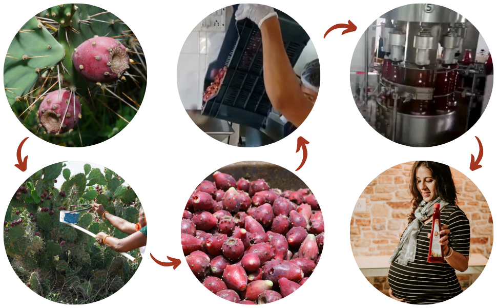 HB+ Prickly Pear Fruit Juice for Healthy Pregnancy & Chemotherapy, No