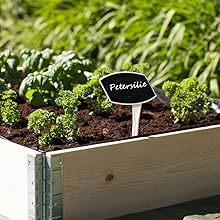 kräuterbeet petersilie