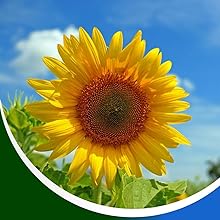 anti aging facial cleanser, cleanser face, facial cerave, gentle cleanser, anti aging cleanser