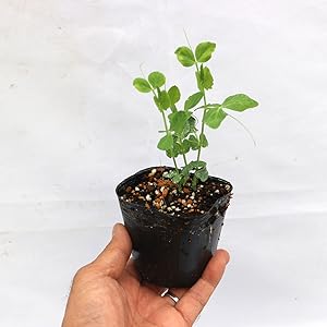 Amazon.co.jp: 美味しい