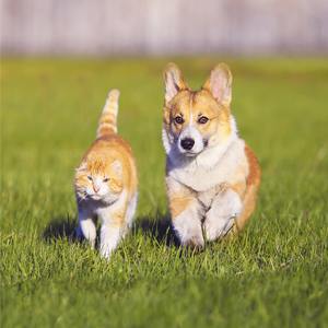 Cat and dog walking-electrolyte water for dogs and cats-electrolyte replacement for dogs