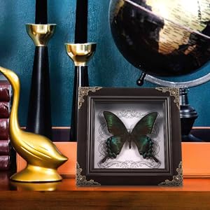 Amazon.co.jp: KESYOO 蝶の標本 フォトフレーム 標本展示枠 蝶