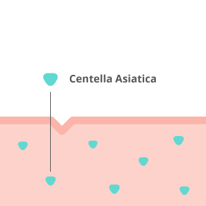 centrella asiatica anti aging