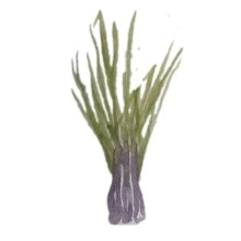 water color lemongrass the yellow bird