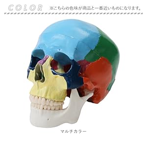 人体模型頭蓋骨 多色　３分割 71fMg+AC0vL._UF350,350_QL50_.jpg