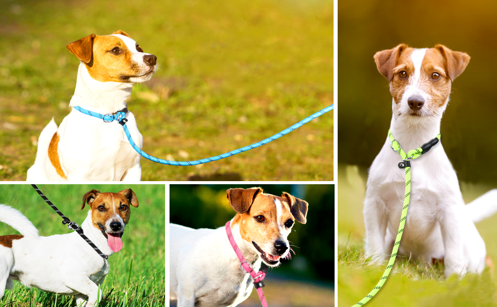 TagME Reflective Slip Lead Dog Leash for Puppy Small Dogs