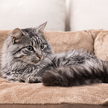 PawHut Cat Multi-Activity Tree Tower with Perch House, Scratching Post, Play Ball 23 a