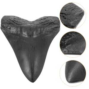 （Annis…）①+②Carcharodon 鮫の歯　メガロドン　2点 Annis…）①+②Carcharodon 鮫の歯 メガロドン 2点 Annis…）①+