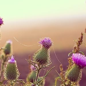 silybine chardon marie solmarie solage foie detox medicament vegan bio hepatite steatose phyto bio