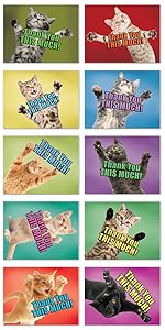 cats kitten animals pet pets furry funny hug