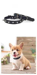 DOG COLLAR