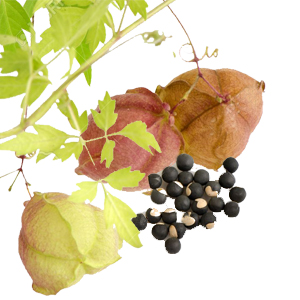 Heartseed for shiny hair