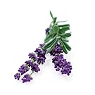 lavender essential oils sleep relax calm stress deep insomnia pain 