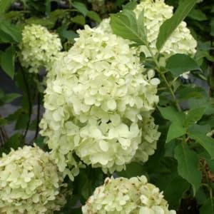 Small manufacture image 5