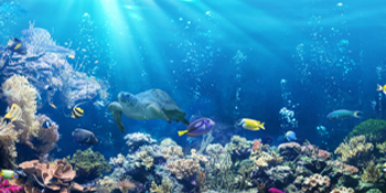 fish tank gravel cleaner