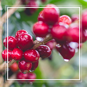 Grand Parade Brazil Geisha Unroasted Coffee Beans Single Origin Arabica Fairtrade Organic Colombia