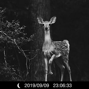 trail camera