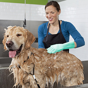 pet cleaning