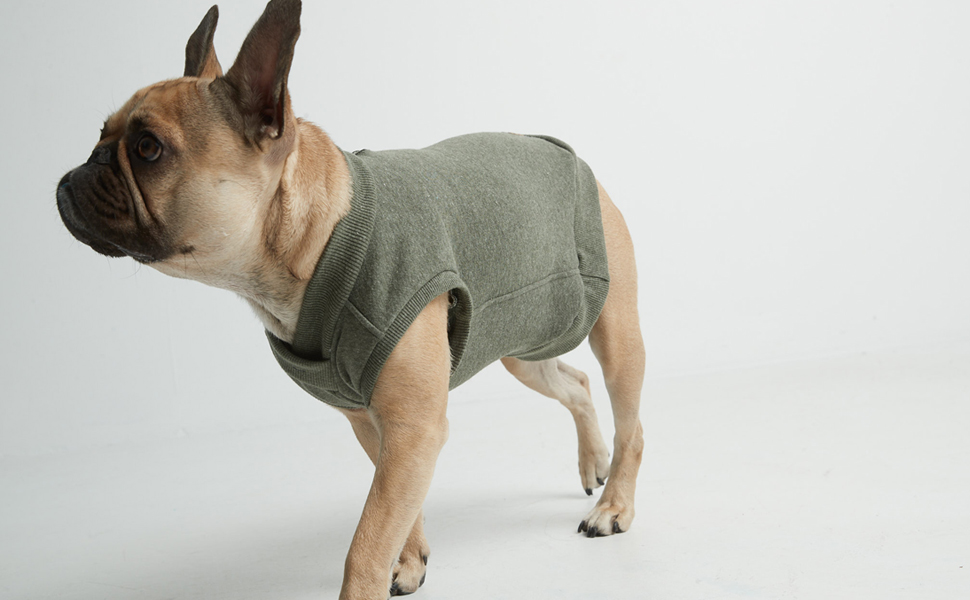 happy dog wearing espawda sweatshirt