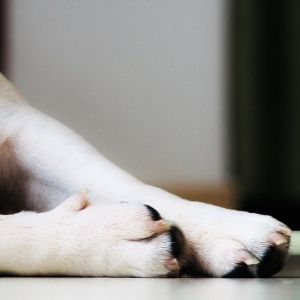 Hemp Chews for Dogs Hip and Joint Supplements