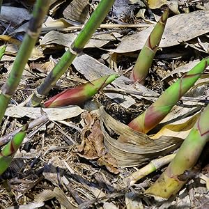 Amazon.co.jp: 山形県産 天然 細竹 1kg (冷蔵品) 根曲がり竹 姫