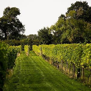 Afternoon tea, wine tasting, vineyard tour, gifts for couples, birthday gifts, gift experiences