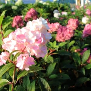 Small manufacture image 2