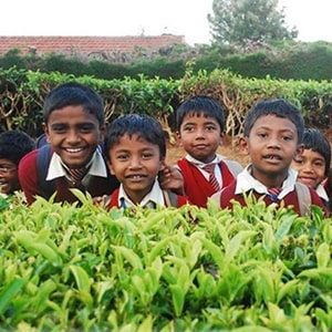 Twinings Pure Green Tea, 25 Teabags