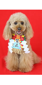 Amazon 年賀状 お正月 ペットパラダイス 鏡餅 帽子 迎春 ４ｓ ３ｓ 犬 正月 服 犬 正月 かぶりもの 犬 正月 被り物 犬 年賀状 かぶりもの お正月 新年 子年 年賀状 干支 初詣 年 着ぐるみ コスチューム コスプレ かわいい ペットパラダイス