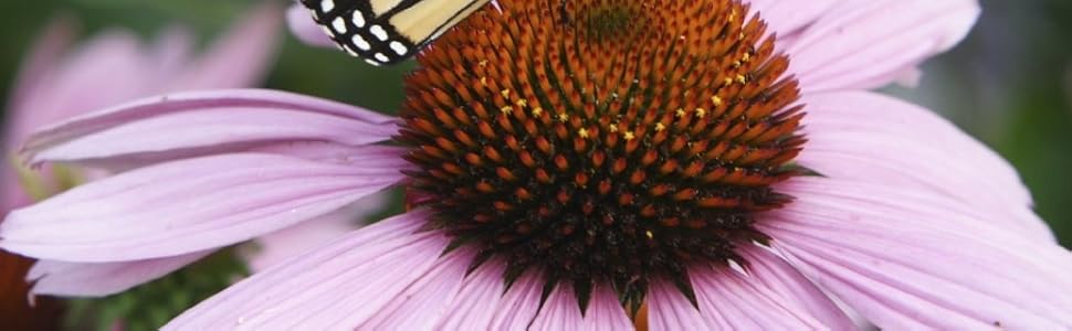 Echinacea seeds
