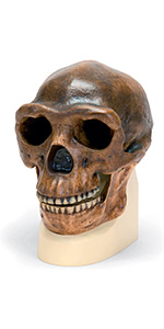 ホモハビリス頭骨模型 Amazon | 北京原人の頭骨骨を忠実に再現した模型，北京原人