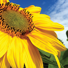 sunscreen, baby, spf, safe, clear, zinc, mineral, sunblock, skin, care, kids, newborn, organic