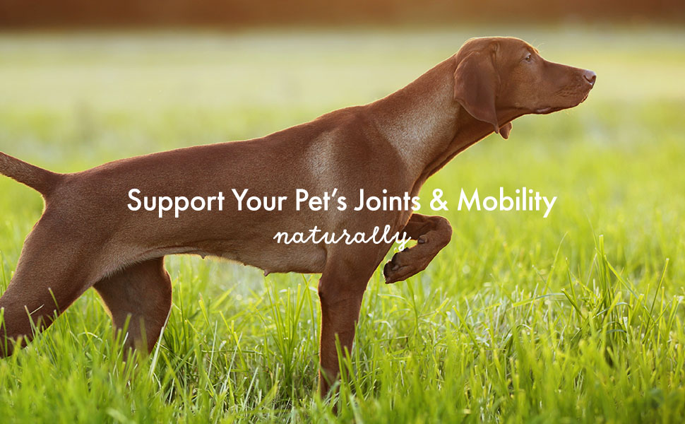 Support Your Pet’s Joints & Mobility - Naturally