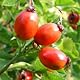 Rose Hips