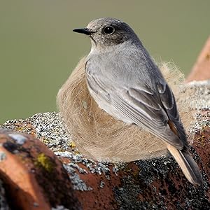 Zubehör für Nistkästen