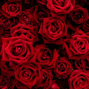 rose essential oil rose oil essential oils rose rose oil organic rose essential oil organic scented