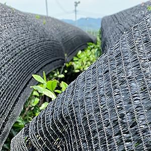 théiers couverts pour produire du tencha et du matcha