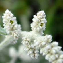 Popala (Aerva Lanata)