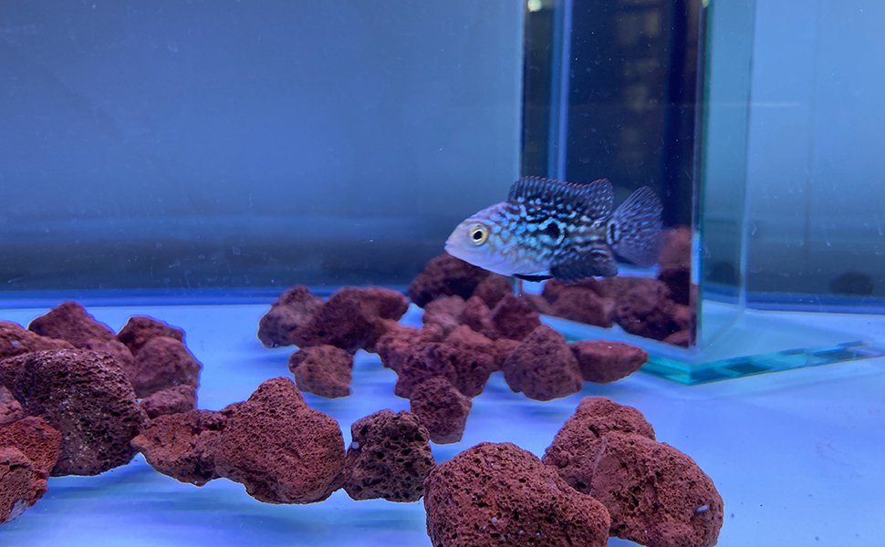 Amazon Com qli 400g Sphere Bio Filter Media For Marine And Freshwater Aquariums Red Volcanic Rock Pet Supplies