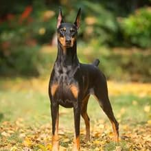 minkissy 1 Pair Puppy Adhesive Tape Stickers, Dog Ear Fixed Holder, Dog Ear Correction Accessory, Dog Ear Stretching Tool, Dog Ear Stretching Tool Kit 18 1 unidad