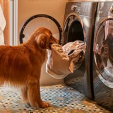 machine washable dog bed