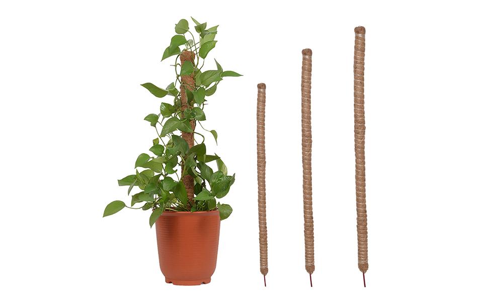 Amazon.co.jp: 60cm 曲げられる園芸支柱 モンステラ観葉植物
