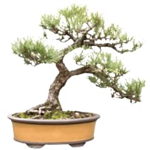 Amazon Com Nature S Blossom Bonsai Tree Seed Starter Kit For Beginner Gardeners A Complete Indoor Growing Set Special Garden Gift Idea For Men And Women Garden Outdoor