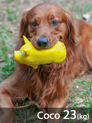 Dog Play Toys
