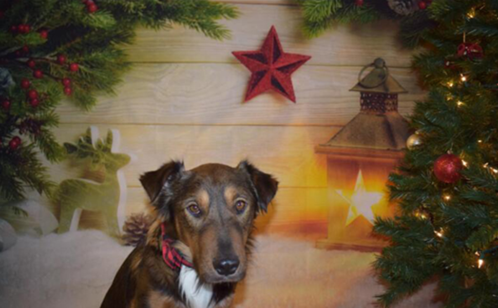 Unique style paws Dog Collar with Detachable Bow tie, Adjustable Dog Collars with Bow for Small Medium Large Dogs or Cats XXS-XL 11