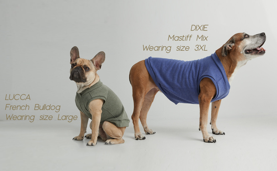 2 different dogs wearing the same sweatshirt